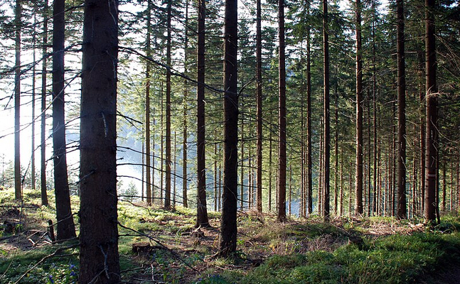 Der Wald in Österreich wächst pro Jahr um 2.300 Hektar - eine Entwaldungsverordnung macht hier überhaupt keinen Sinn.